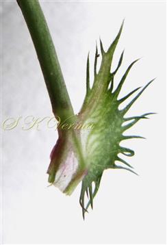  Stipule